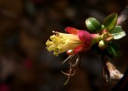 Senza petali Senza petali