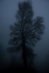 A tree is just a tree A tree is just a tree