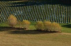 Alla fine dell'anno agrario Alla fine dell'anno agrario