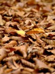 Foglie d'autunno Foglie d'autunno