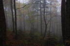 Nebbia nel bosco