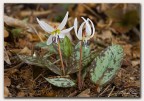 Dente di cane (Erythronium dens-canis)