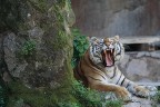 tigre siberiana tigre siberiana