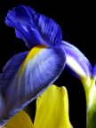 Iris - crop