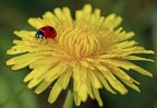 il rosso e il giallo il rosso e il giallo