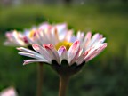 arriva la primavera..!! arriva la primavera..!!