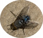 mosca mosca