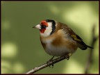 cardellino cardellino