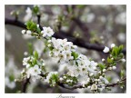 Primavera Primavera