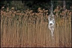splash! splash!