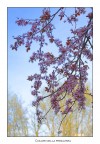I colori della Primavera I colori della Primavera