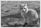 Gatto in giardino Gatto in giardino