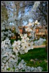 Fiori... Fiori...