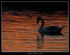 il tramonto del cigno il tramonto del cigno