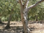 Tronco d'ulivo Tronco d'ulivo