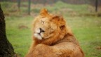 Leone Feroce Leone Feroce