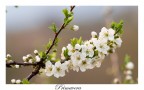 Primavera...2 Primavera...2