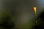 Piccolo fiore Piccolo fiore