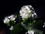 Fiore Fiore
