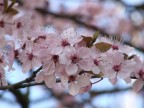 fiori fiori