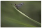 Effimera Effimera