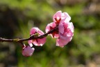 E' Primavera!