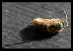 Bee Spirit Bee Spirit