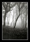 alberi... alberi...