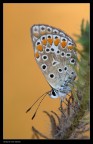 Licenide Licenide