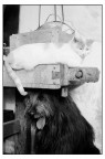 cane e gatto cane e gatto