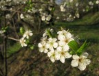 Primavera!! Primavera!!