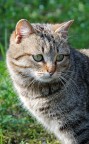 Ritratto di Gatto Ritratto di Gatto