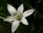 Fiore bianco 3 Fiore bianco 3