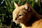 La mia TIGRE.....!!!! La mia TIGRE.....!!!!