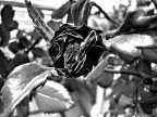 rosa bruciata2
