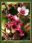 Fiorellini Rosa