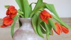 Tulipani casalinghi Tulipani casalinghi