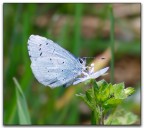 Farfallina (Everes alcetas)