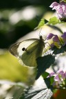 macro 3 macro 3