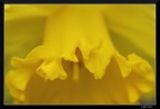 Yellow dream (x Lucianolibe) Yellow dream (x Lucianolibe)