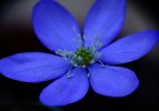 Un punto BLU nell'universo Un punto BLU nell'universo