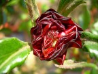 rosa2