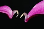 Petali nel Buio Petali nel Buio