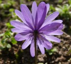 aster 3