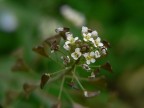 Che fiori sono? Che fiori sono?