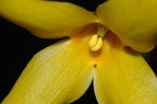 Giallo e Nero