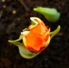 Tulipano Tulipano