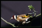 cardellino cardellino