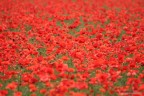 red red