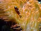 nemo nemo